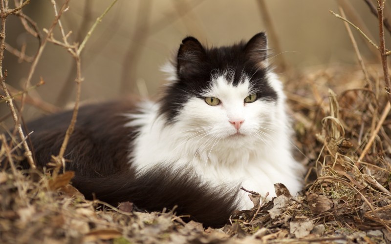 Норвежский Лесной кот белый