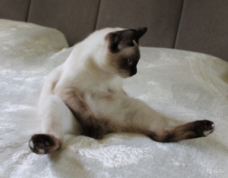 Кошки Сноу Шу Снежная туфелька