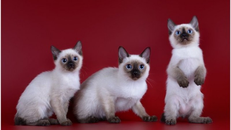 Котенок Скиф Тай Дон