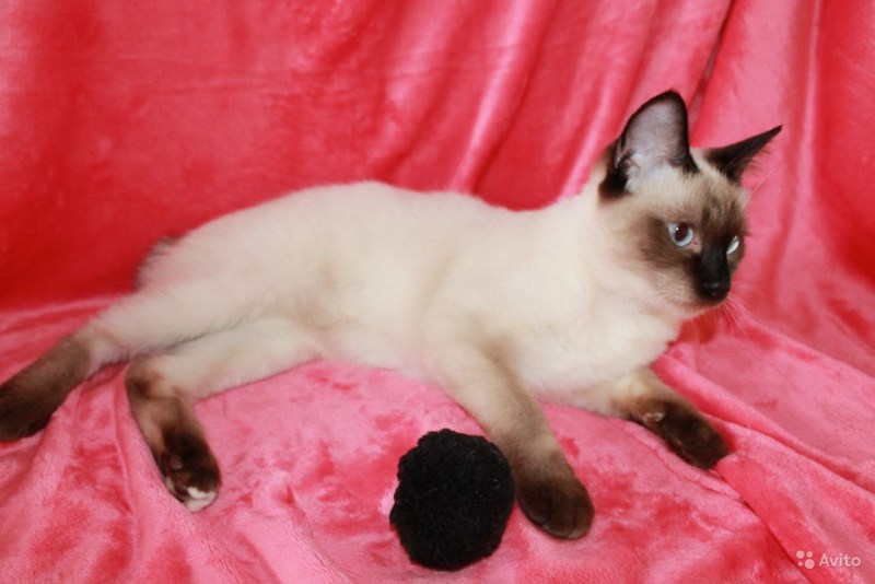 Сиамский Скиф кошка