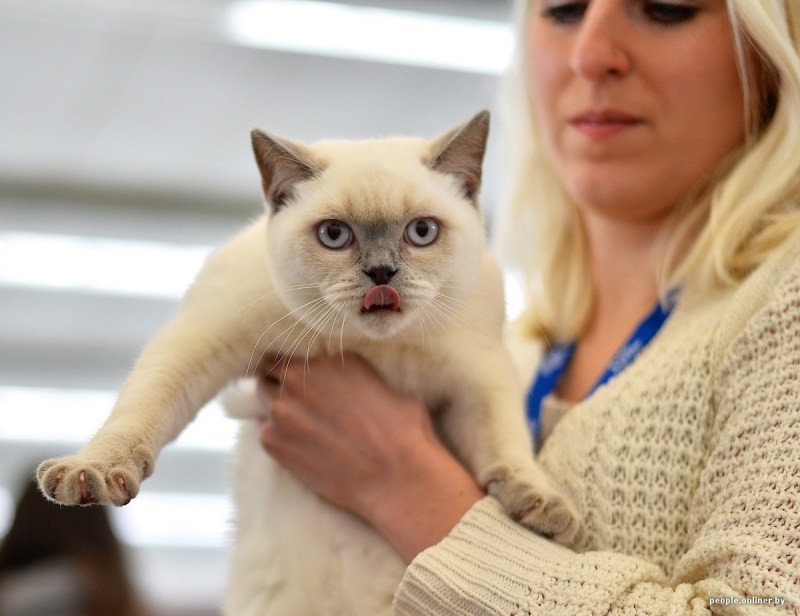 Bjoern Cat