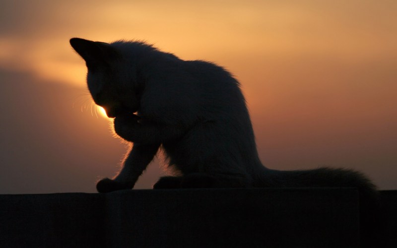 Одинокий кот