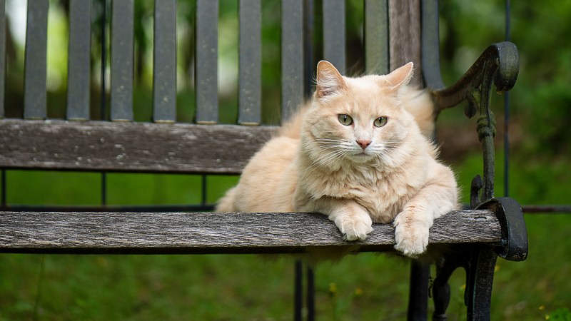 Котенок на скамейке