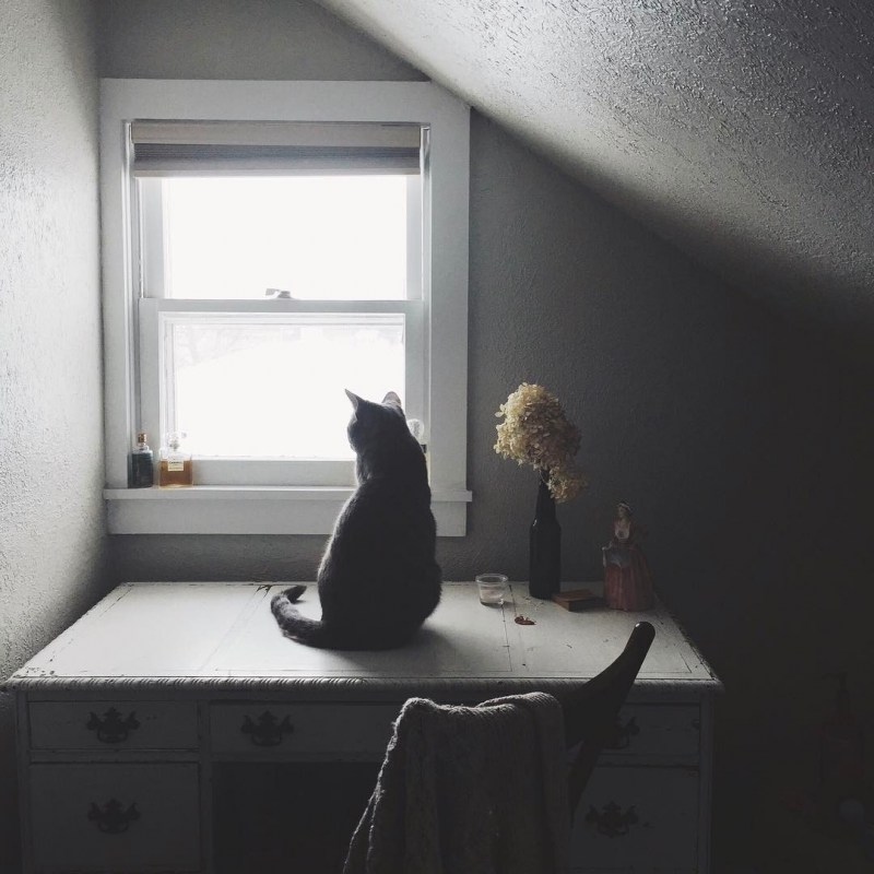 Котик около окна