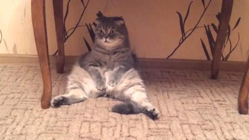 Одинокая кошка