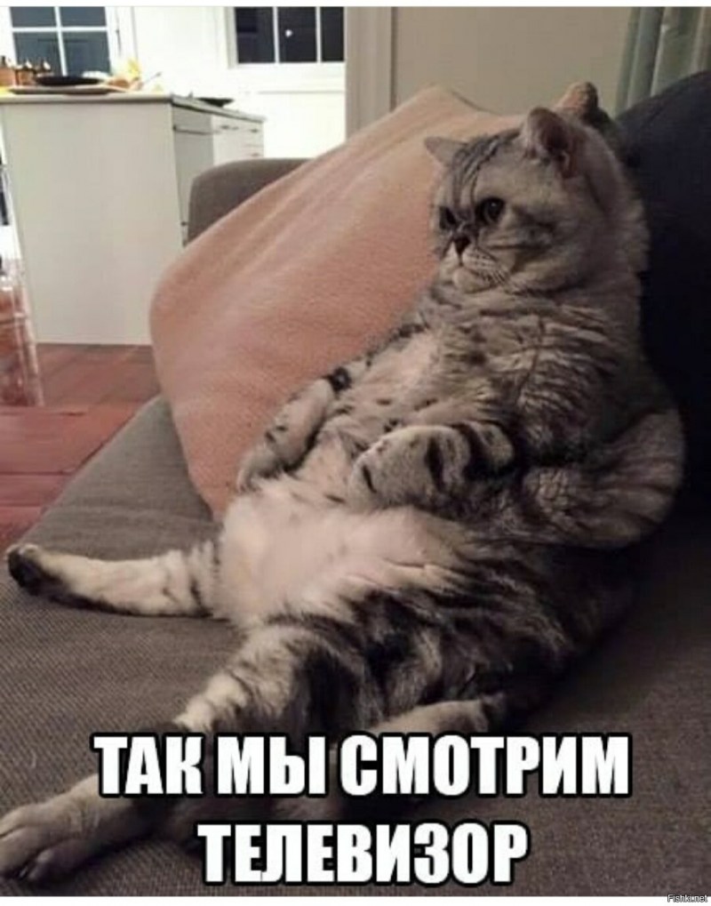 Толстый милый кот