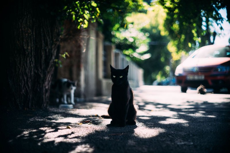 Самые милые котики в мире