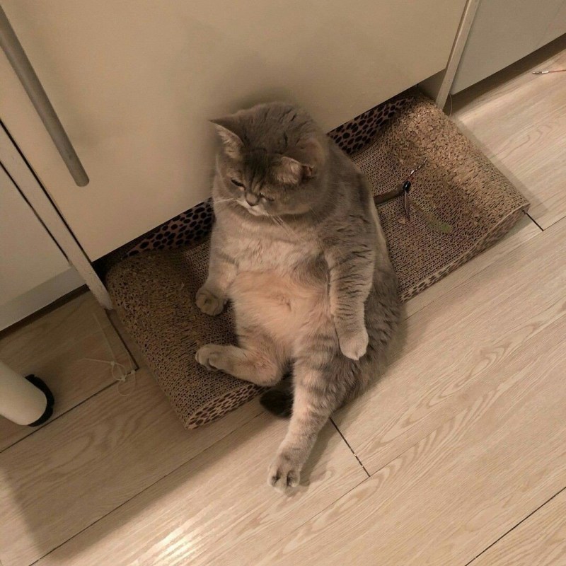 Грустный толстый кот сидит