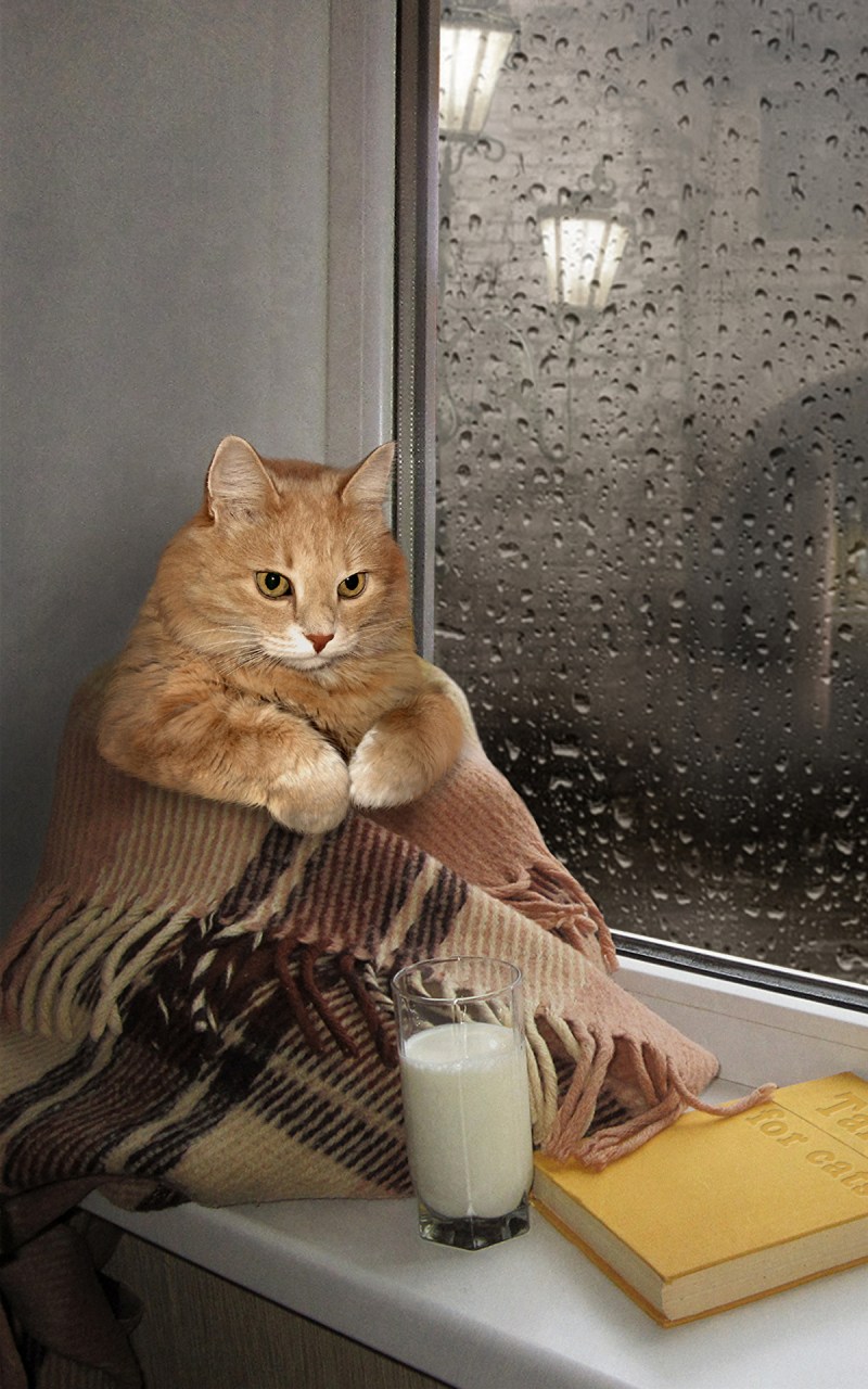 Котенок на подоконнике