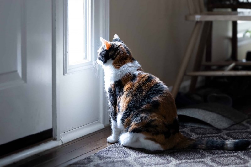 Кошка Сток