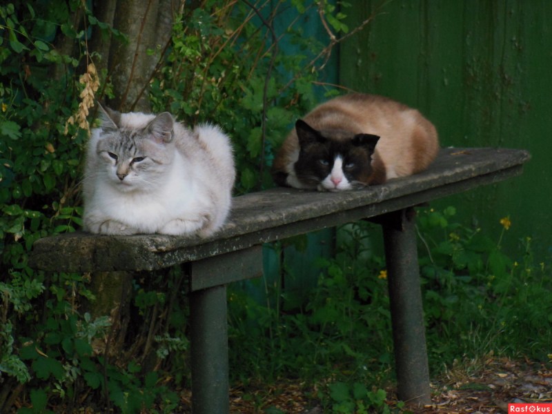 Котик на подоконнике