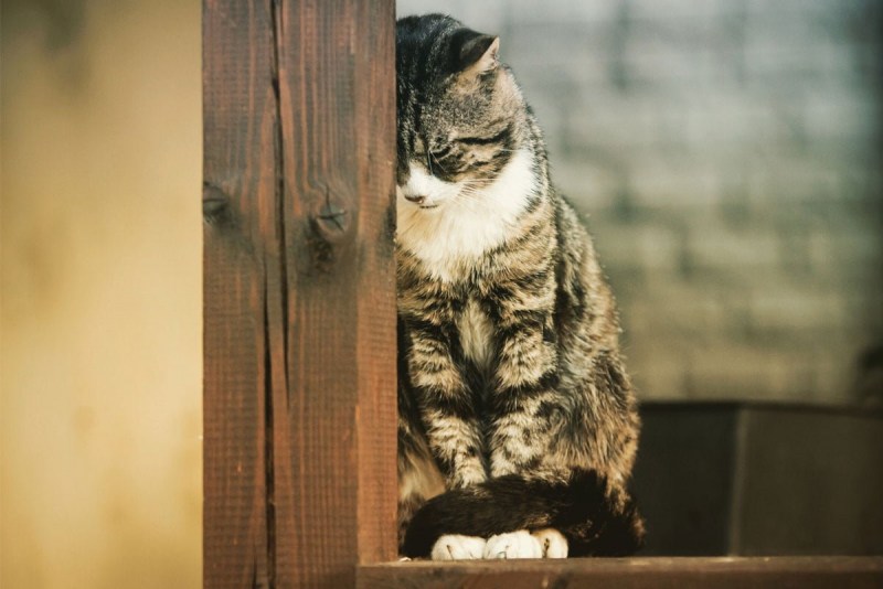 Кот грустит