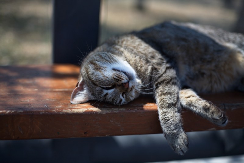 Кот грустит у окна