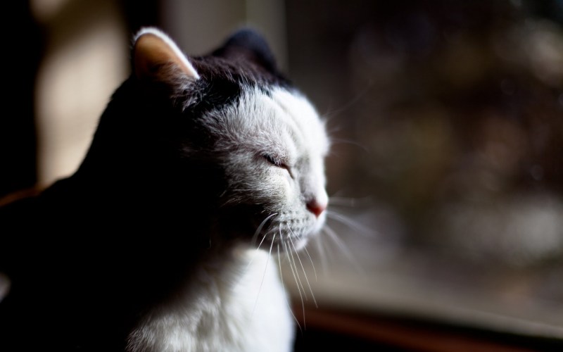 Кот на окне