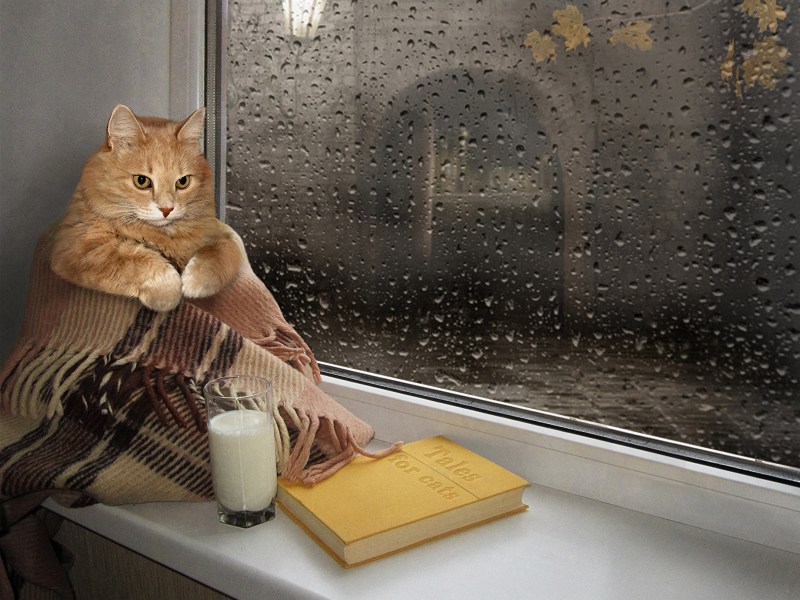 Кот и дождик