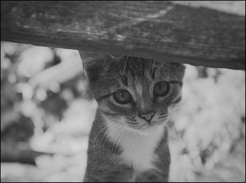 Грустный бродячий кот