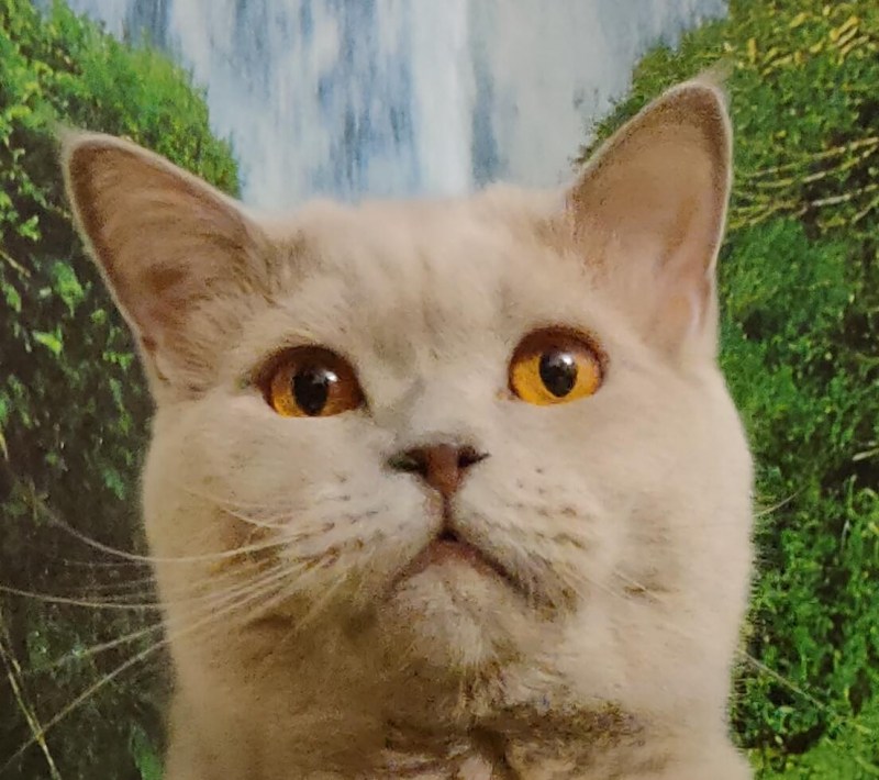 Одинокий котенок