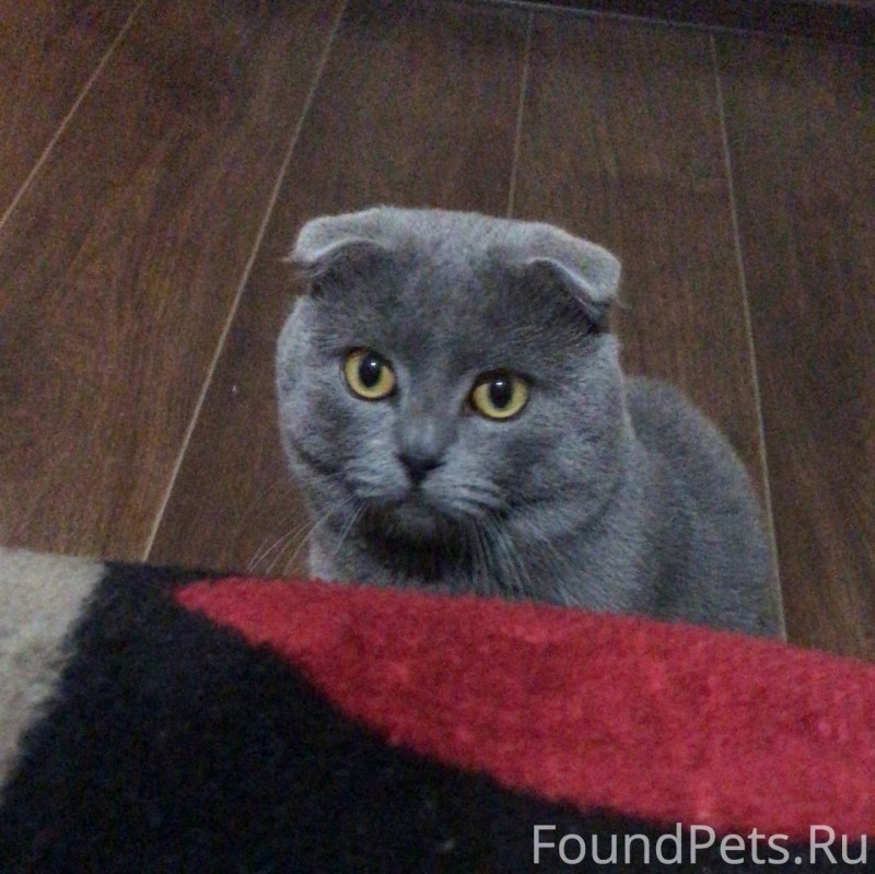 Эльф сфинкс кошка