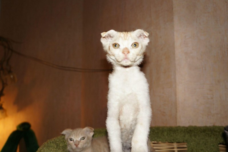 Отдам вислоухого кота в СПБ