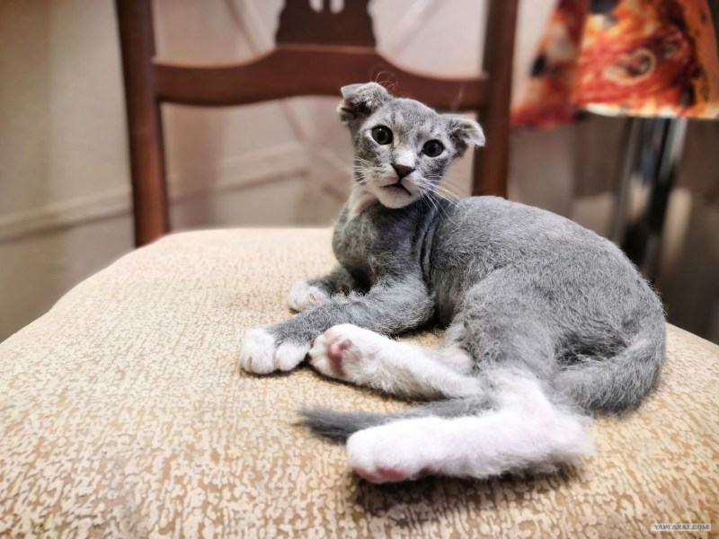 Левкой кошка