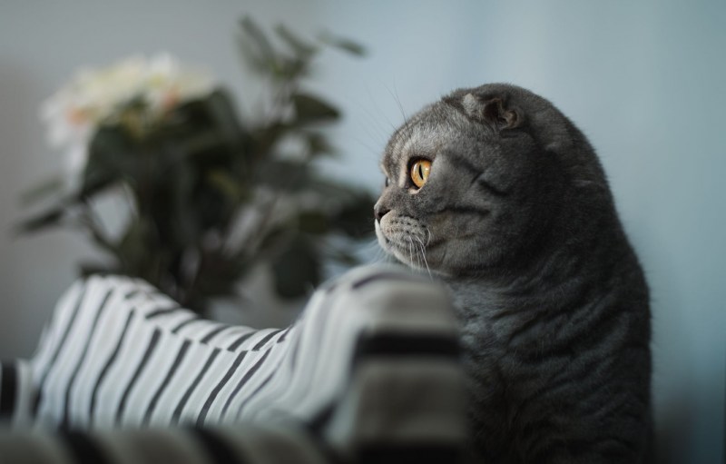 Шотландская вислоухая кошка характер