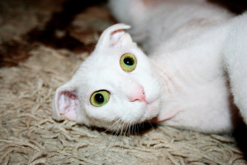 Британский вислоухий кот серый с белым