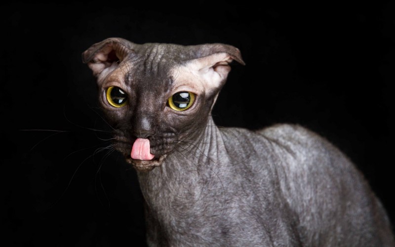Стриженный шотландский вислоухий кот