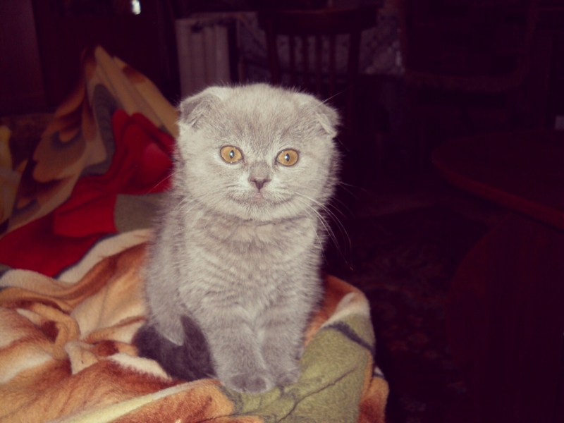 Вислоухие кошки характер