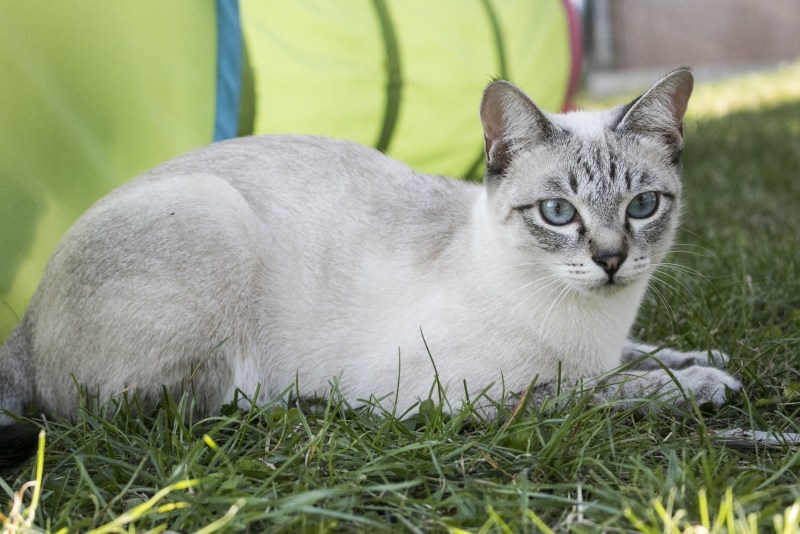 Тайская кошка Блю Пойнт персик