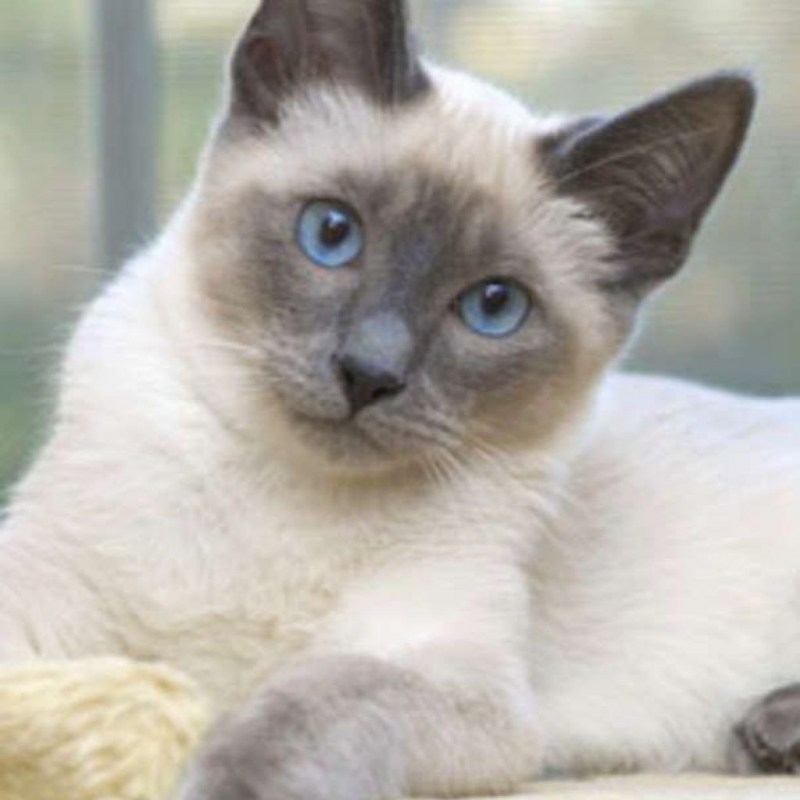 Сиамская кошка