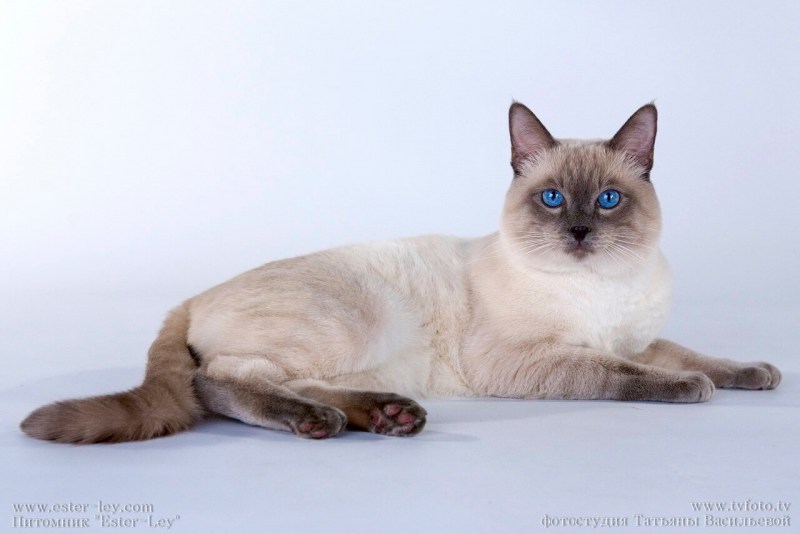 Кот ns1133 шикарные Nobell Gregori al gato