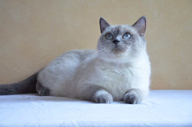 Британская кошка колор Пойнт