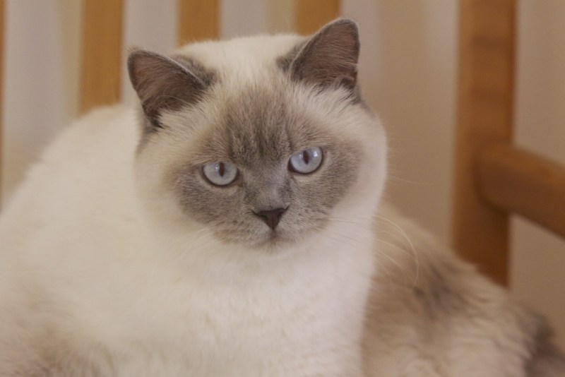 Муся Сиамская кошка