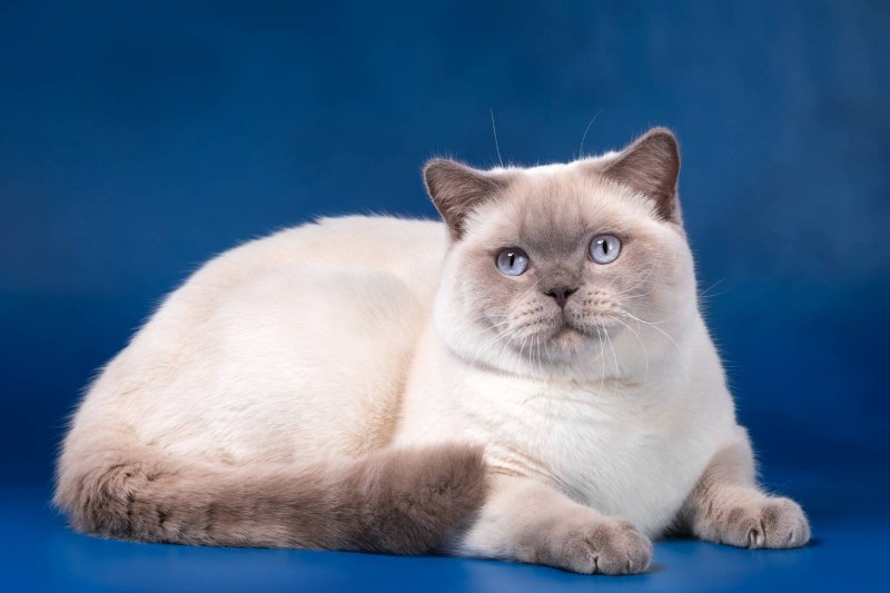 Сиамская кошка Рэгдолл