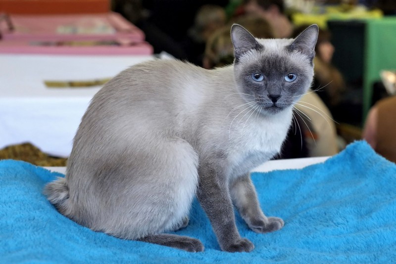 Британский кот колор Пойнт