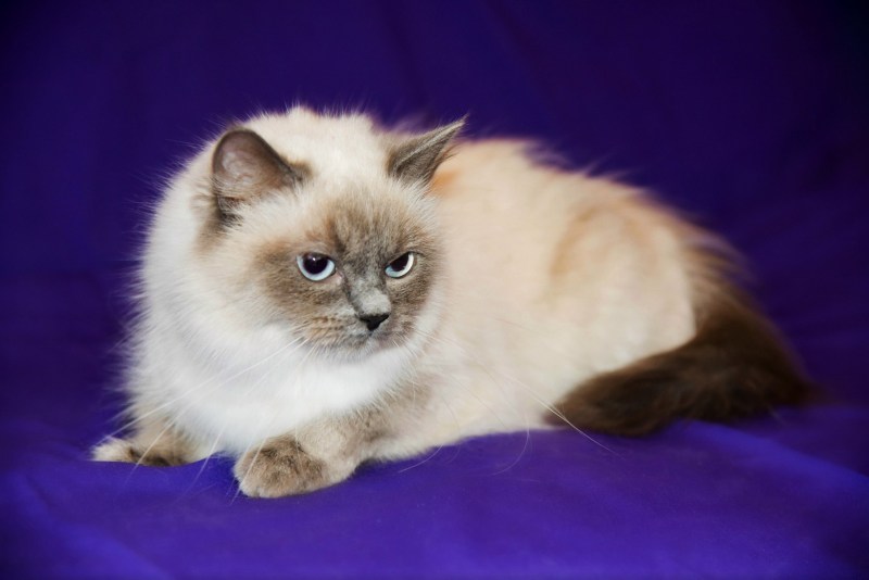 Сиамский кот Блю Пойнт