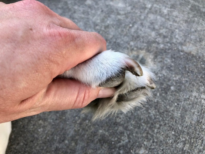 Лапа животного
