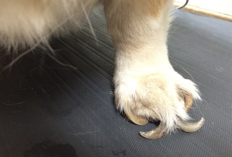 Dog Nails
