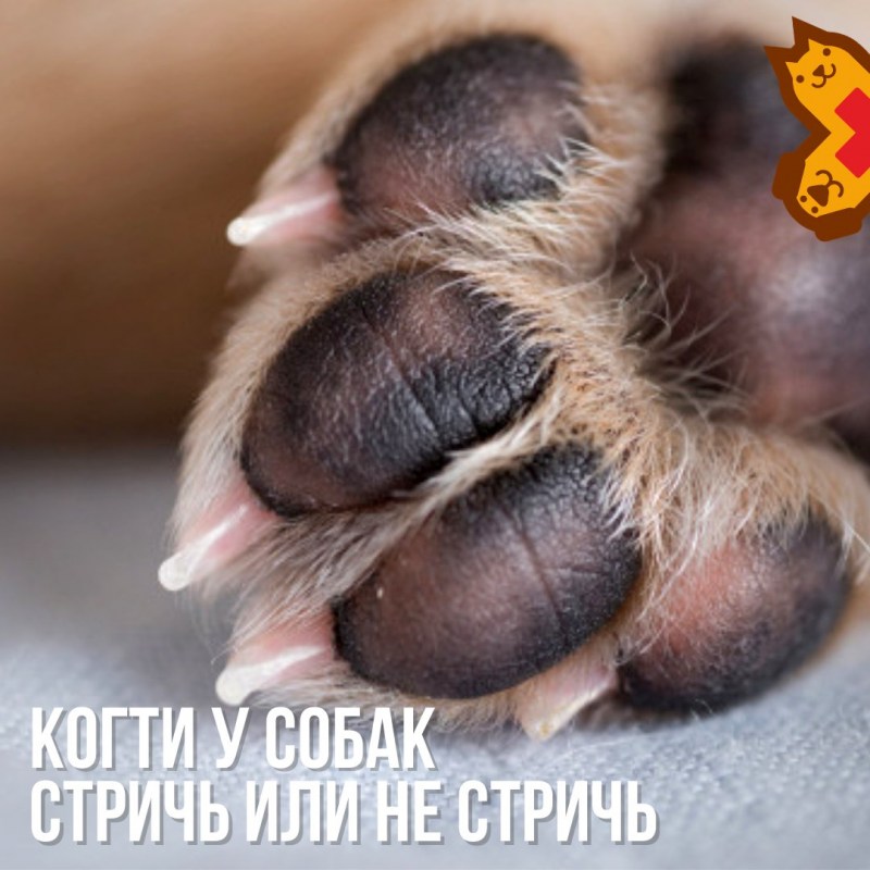 Правильная стрижка когтей у собак