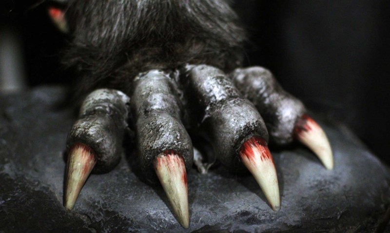 Black Paws photo