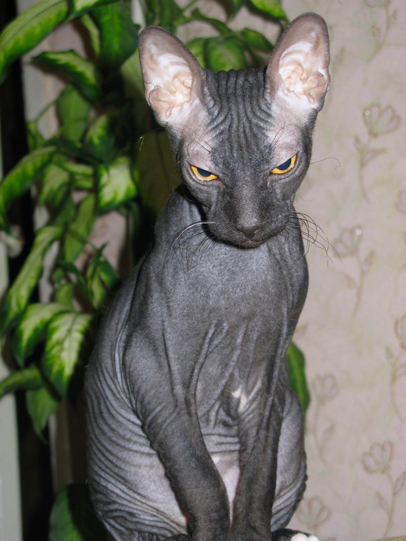 голые кошки велюровые