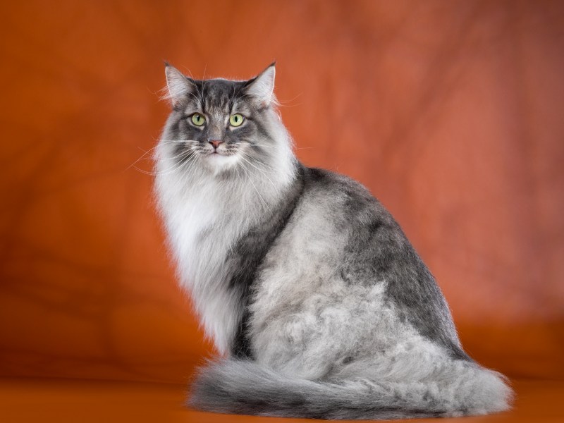 Skogkatt - Норвежская Лесная кошка.