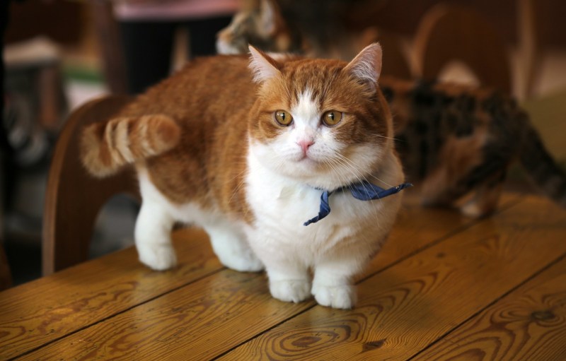 Коротколапые котики
