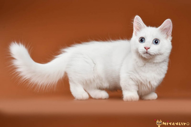 Манчкин длинношёрстный кошка