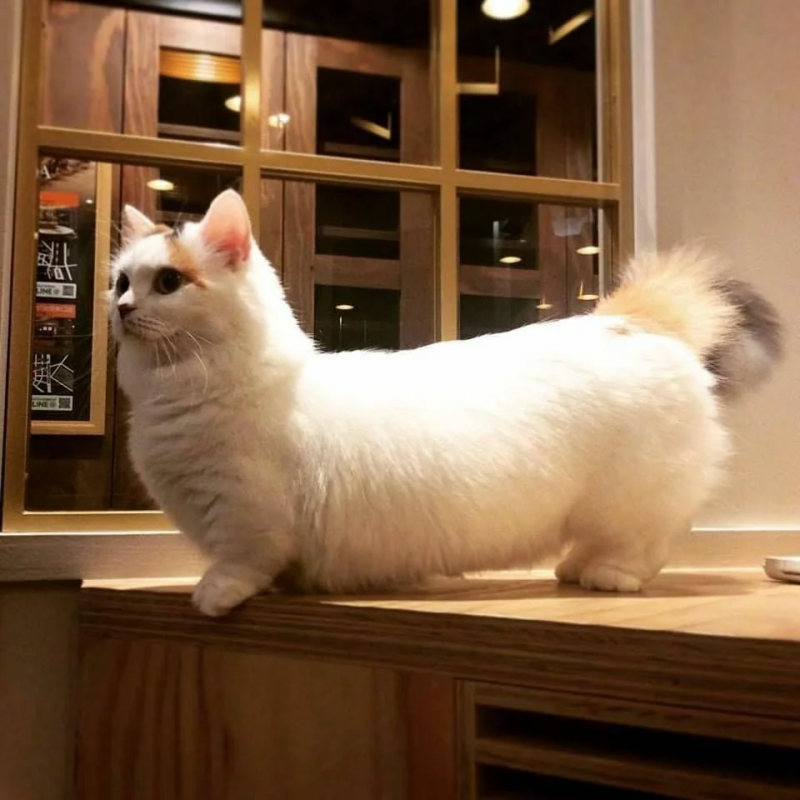 Кошка такса Манчкин
