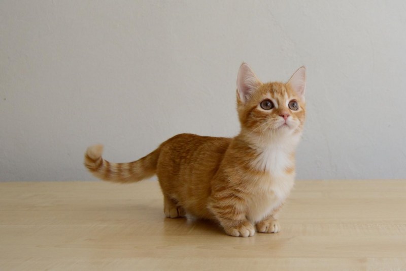 Манчкин кошка короткошерстная