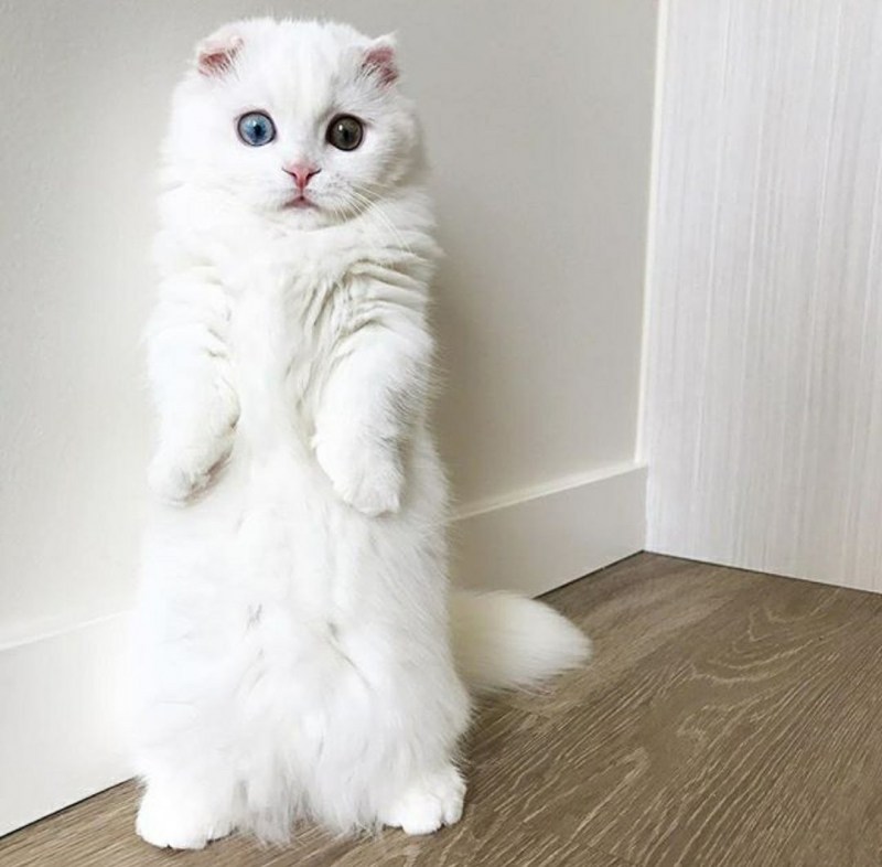 Манчкин шиншилла кошка