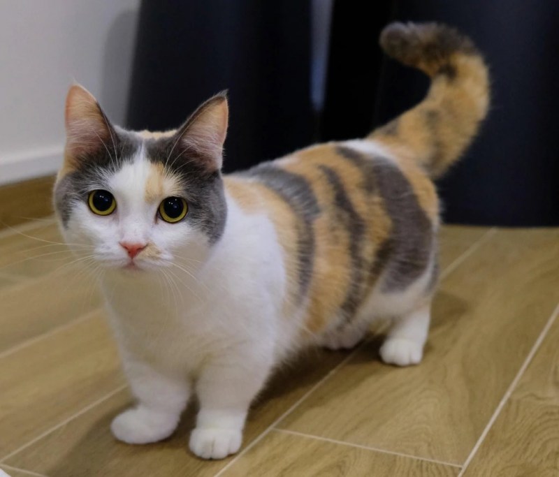 Коротколапые манчкины