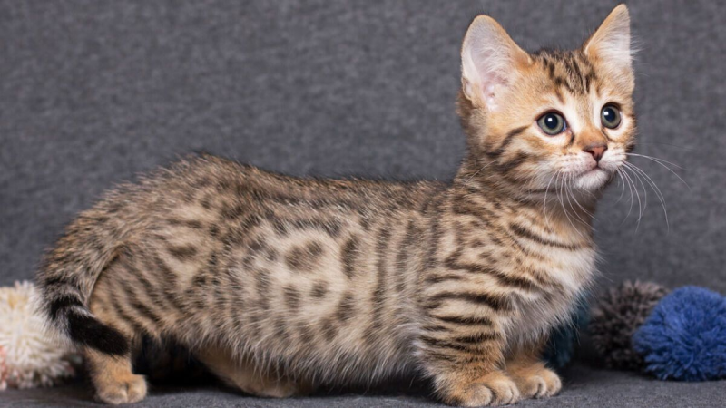 Манчкин кот