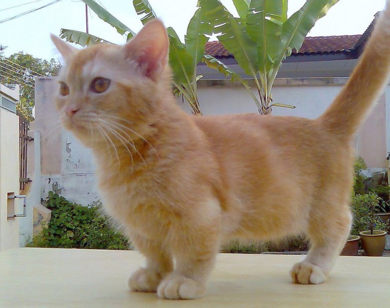 Манчкин кот рыжий